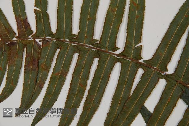 虎克氏鱗蓋蕨藏品圖，第4張