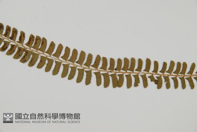 鋸齒葉耳蕨藏品圖，第4張