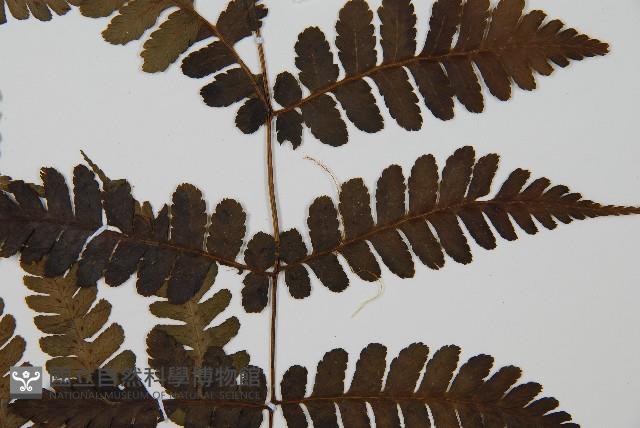 貞蕨藏品圖，第4張