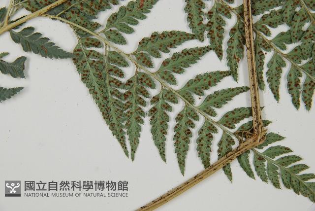 小葉複葉耳蕨藏品圖，第4張