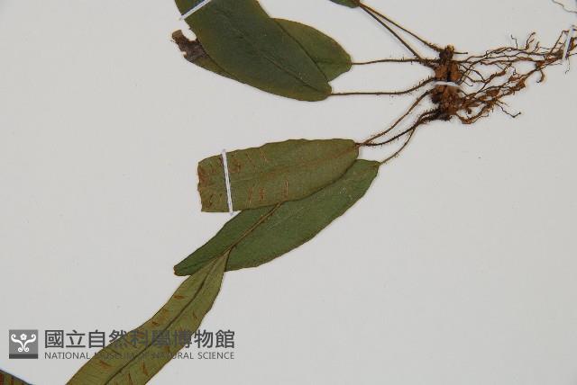 單葉雙蓋蕨藏品圖，第4張