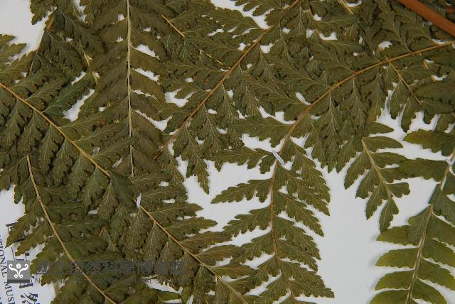 團羽鱗蓋蕨藏品圖，第4張