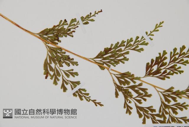 烏蕨藏品圖，第4張