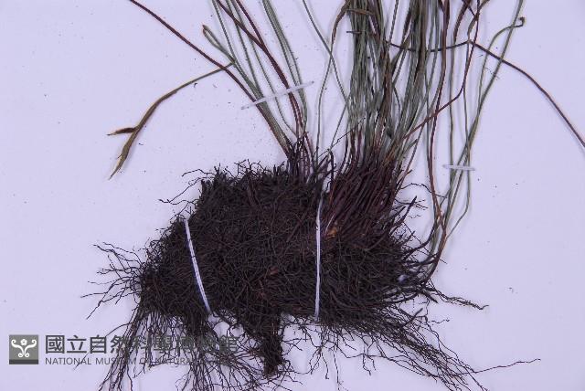 Forked spleenwort Collection Image, Figure 4, Total 4 Figures