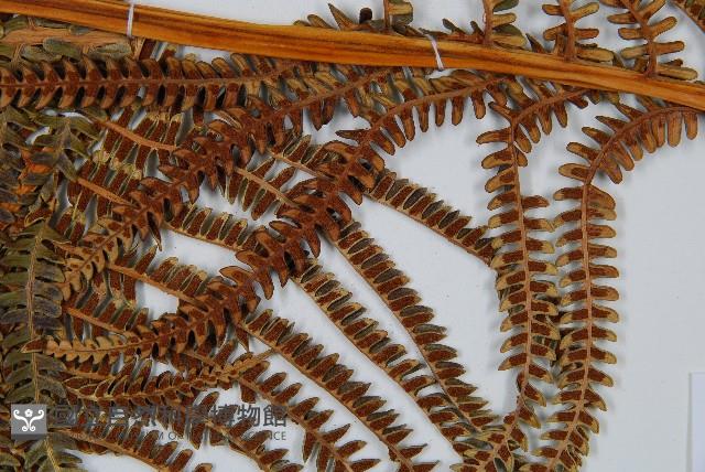 登錄號:P009768藏品圖，第7張