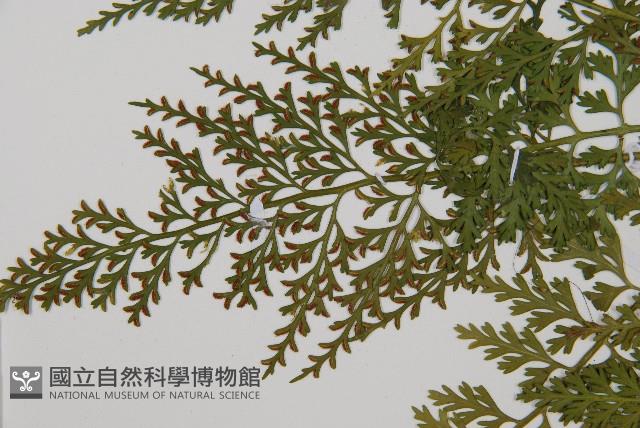 尖葉鐵角蕨藏品圖，第7張