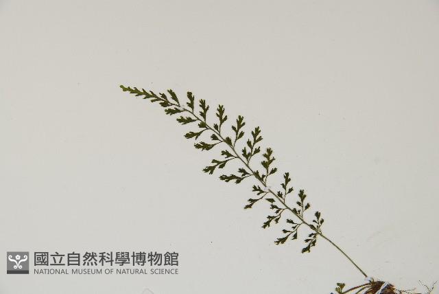 小葉鐵角蕨藏品圖，第4張