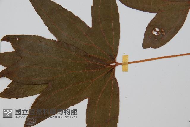 雙扇蕨藏品圖，第4張