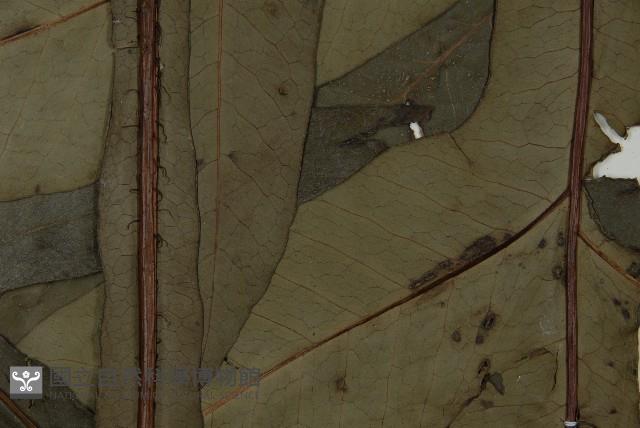 翅柄三叉蕨藏品圖，第4張