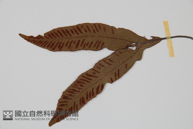 單葉雙蓋蕨藏品圖，第4張