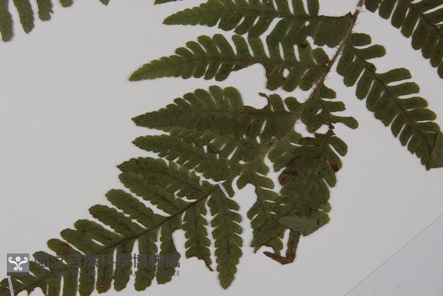 愛德氏肋毛蕨藏品圖，第4張