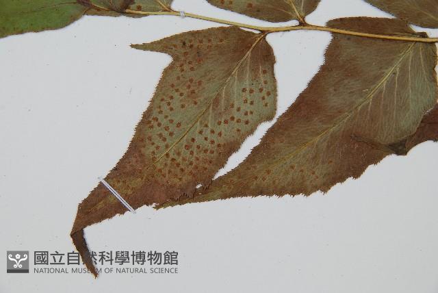 細齒貫眾蕨藏品圖，第4張