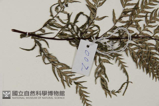 粉葉蕨藏品圖，第4張