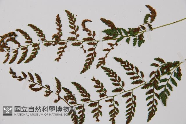 蓬萊蹄蓋蕨藏品圖，第4張