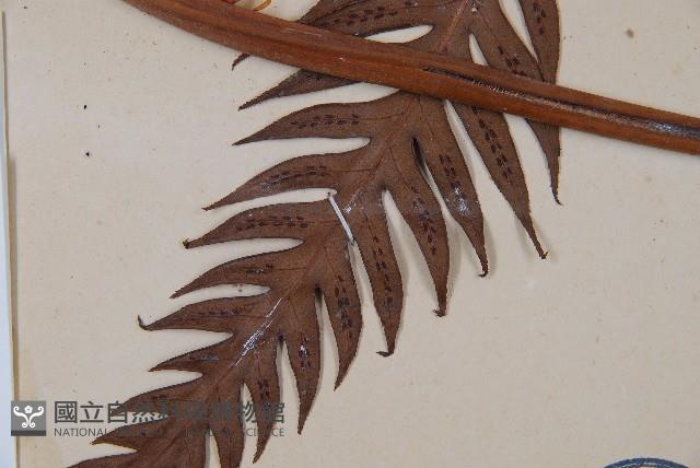 東方狗脊蕨藏品圖，第4張