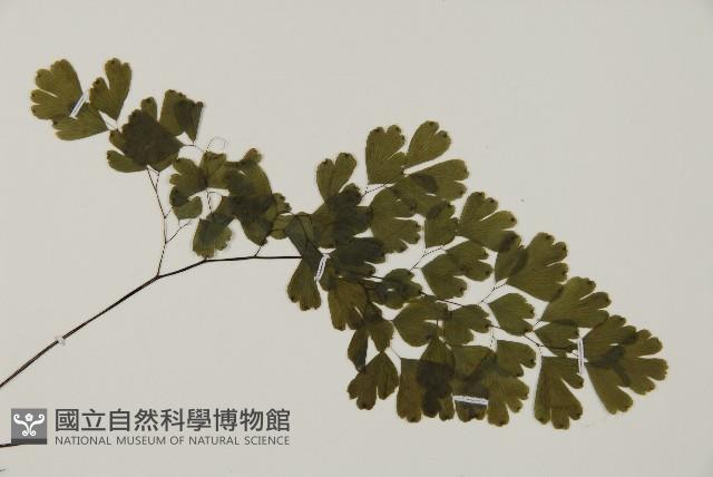 鐵線蕨藏品圖，第4張