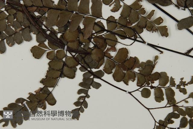 扇葉鐵線蕨藏品圖，第3張