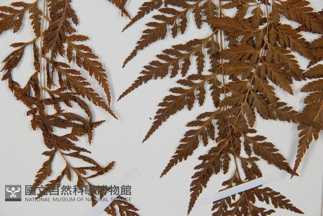 大葉骨碎補、台灣骨碎補、骨碎補藏品圖，第7張