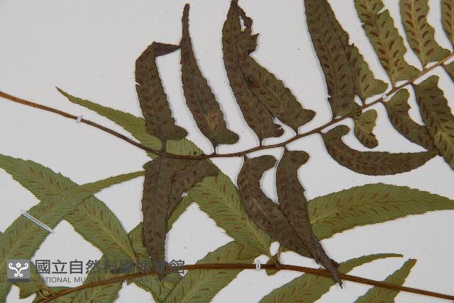 鋸齒雙蓋蕨、線葉雙蓋蕨、刺鱗雙蓋蕨藏品圖，第4張