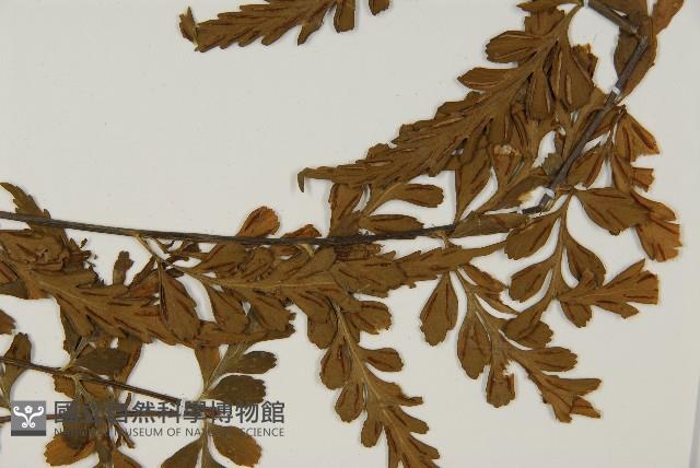 大蓬萊鐵角蕨藏品圖，第4張