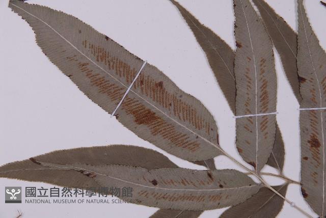 華鳳丫蕨藏品圖，第4張