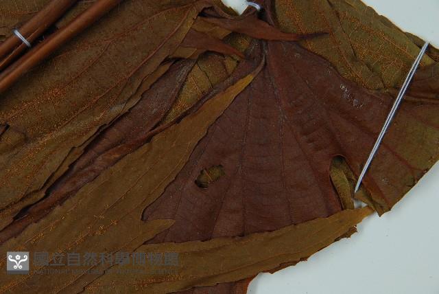 雙扇蕨藏品圖，第4張