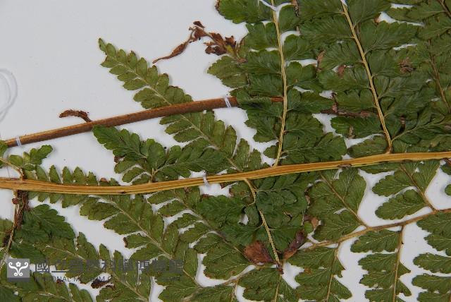 粗毛鱗蓋蕨藏品圖，第3張