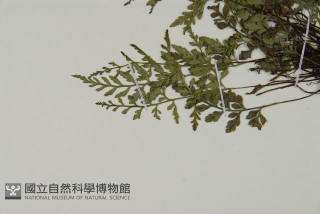 深山鐵角蕨藏品圖，第4張