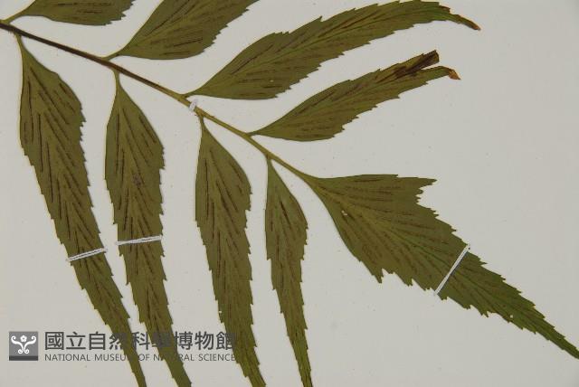革葉鐵角蕨藏品圖，第3張