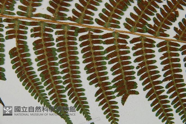 深山蹄蓋蕨藏品圖，第4張