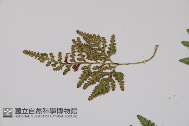 阿里山陰石蕨藏品圖，第4張