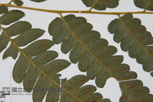 廣葉鋸齒雙蓋蕨藏品圖，第3張