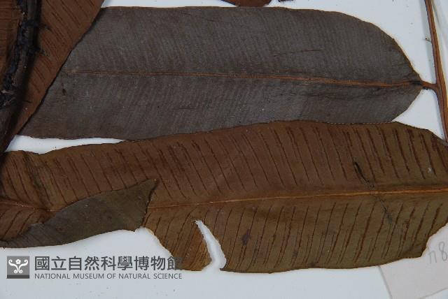 海南雙蓋蕨藏品圖，第4張