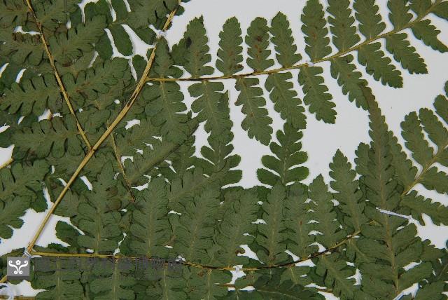 川上氏雙蓋蕨藏品圖，第4張