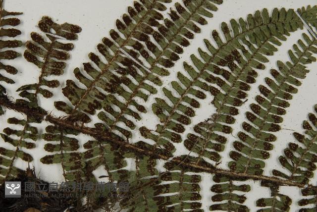 頂囊肋毛蕨藏品圖，第4張