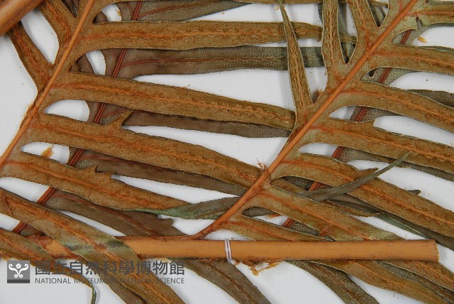 臺灣狗脊蕨藏品圖，第3張