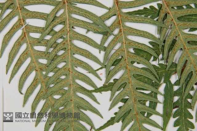 生芽狗脊蕨、頂芽狗脊蕨藏品圖，第4張