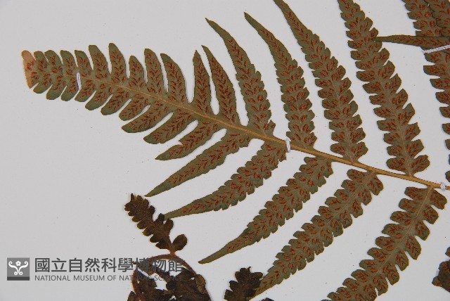 假蹄蓋蕨藏品圖，第4張