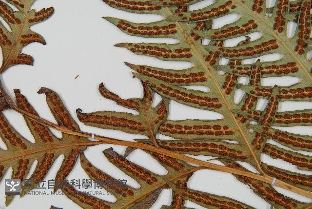 生芽狗脊蕨、頂芽狗脊蕨藏品圖，第4張