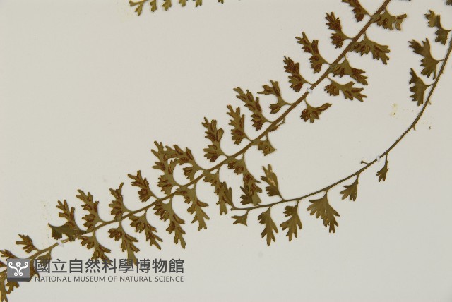 鱗柄鐵角蕨藏品圖，第4張
