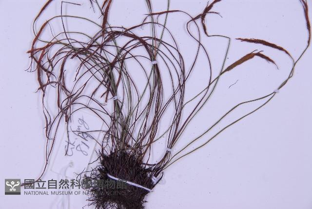 線葉鐵角蕨藏品圖，第4張