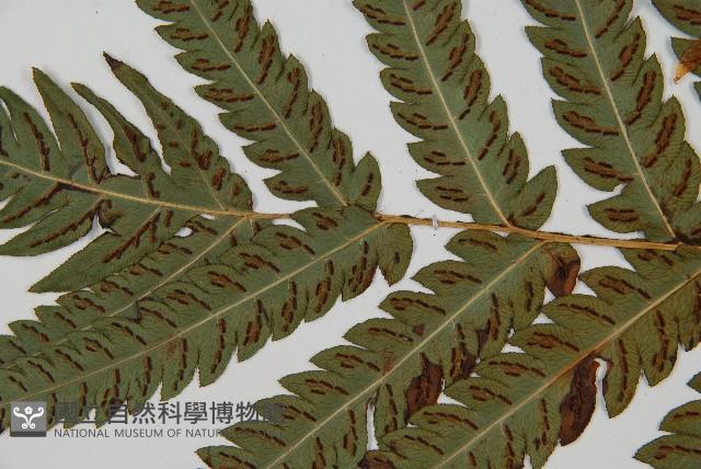 日本狗脊蕨藏品圖，第4張