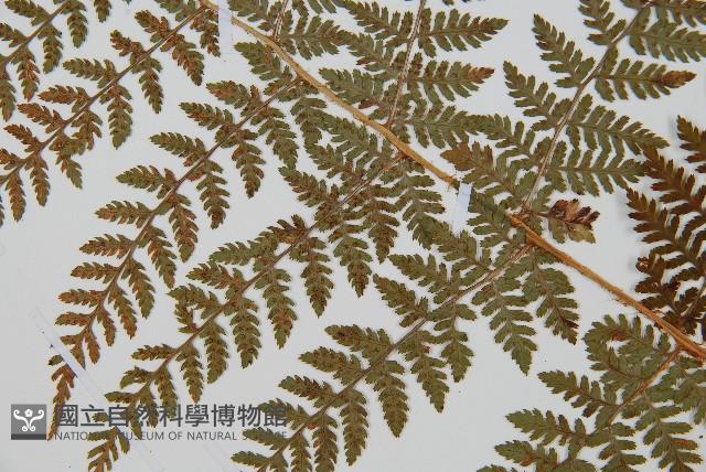 闊葉鱗毛蕨藏品圖，第4張