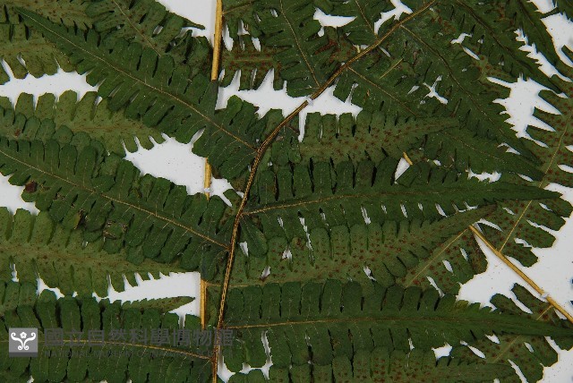 南洋假鱗毛蕨藏品圖，第4張