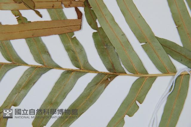 烏毛蕨藏品圖，第4張