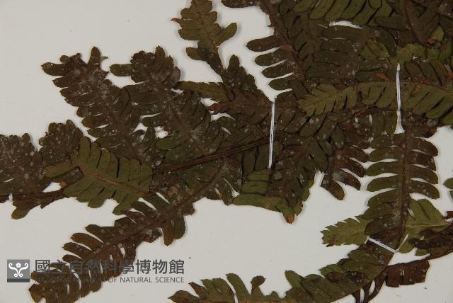 Accession Number:P008488 Collection Image, Figure 4, Total 5 Figures