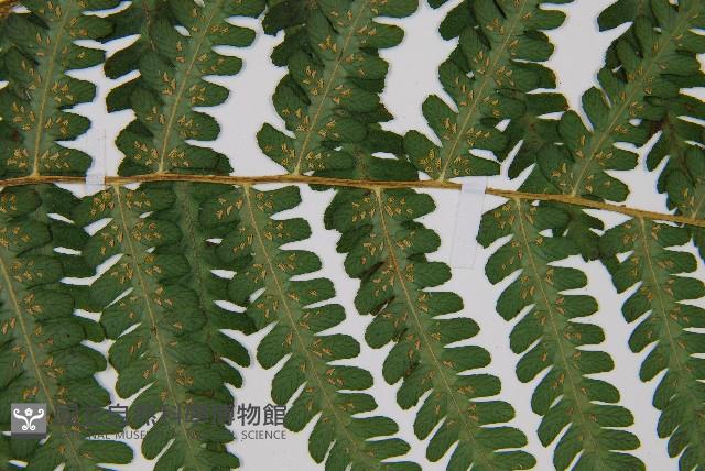 亞蹄蓋蕨藏品圖，第4張