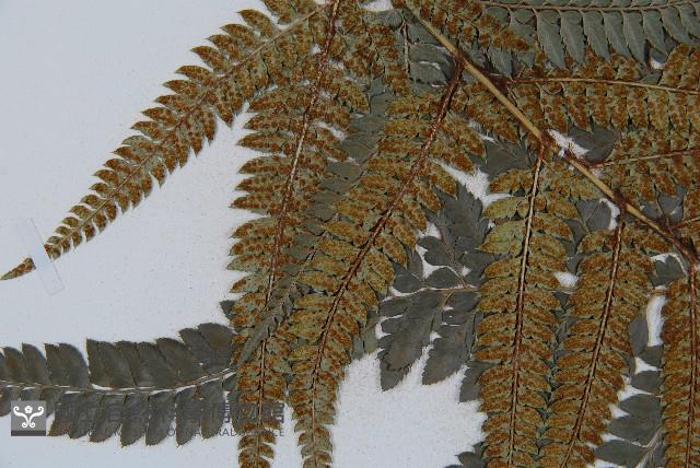 East indian holly fern Collection Image, Figure 4, Total 5 Figures