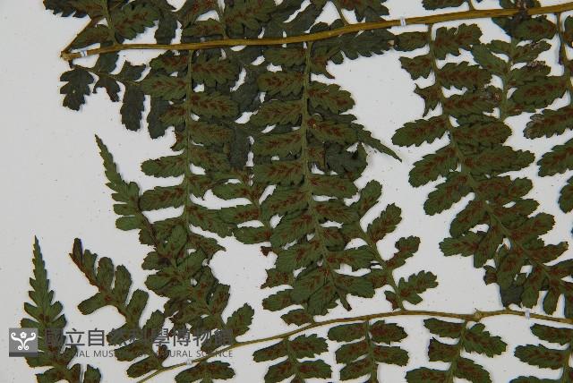 川上氏雙蓋蕨藏品圖，第4張