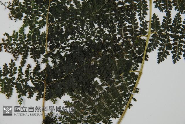 稀子蕨藏品圖，第4張